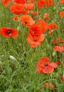 De Bolster zaden - Papaver rhoeas   Gewone klaproos